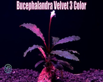 Bucephalandra Midnight Blue - Live Aquatic Plants - Only Plants