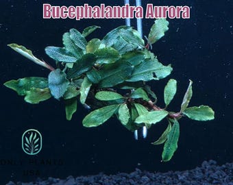 2 Bucephalandra Micro Plants! Live Aquarium Plants! Free S/h