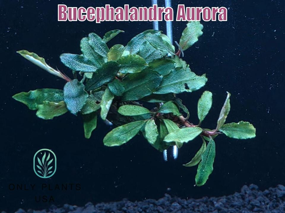 Bucephalandra Aurora From Only Plants USA Live Aquatic Plant