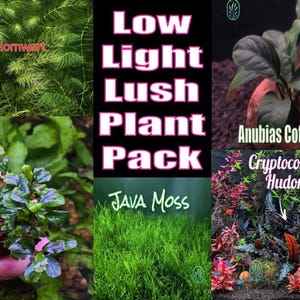 Low Light Lush Plant Pack live aquatic plant freshwater fish tank natural algae control fish habitat shrimp aquarium aquascape ecosystem