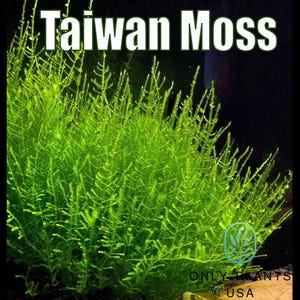 Taiwan Moss from Only Plants USA live aquatic plant freshwater fish tank natural algae control fish habitat shrimp aquarium aquascape ecosys