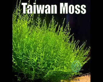 Taiwan Moss from Only Plants USA live aquatic plant freshwater fish tank natural algae control fish habitat shrimp aquarium aquascape ecosys
