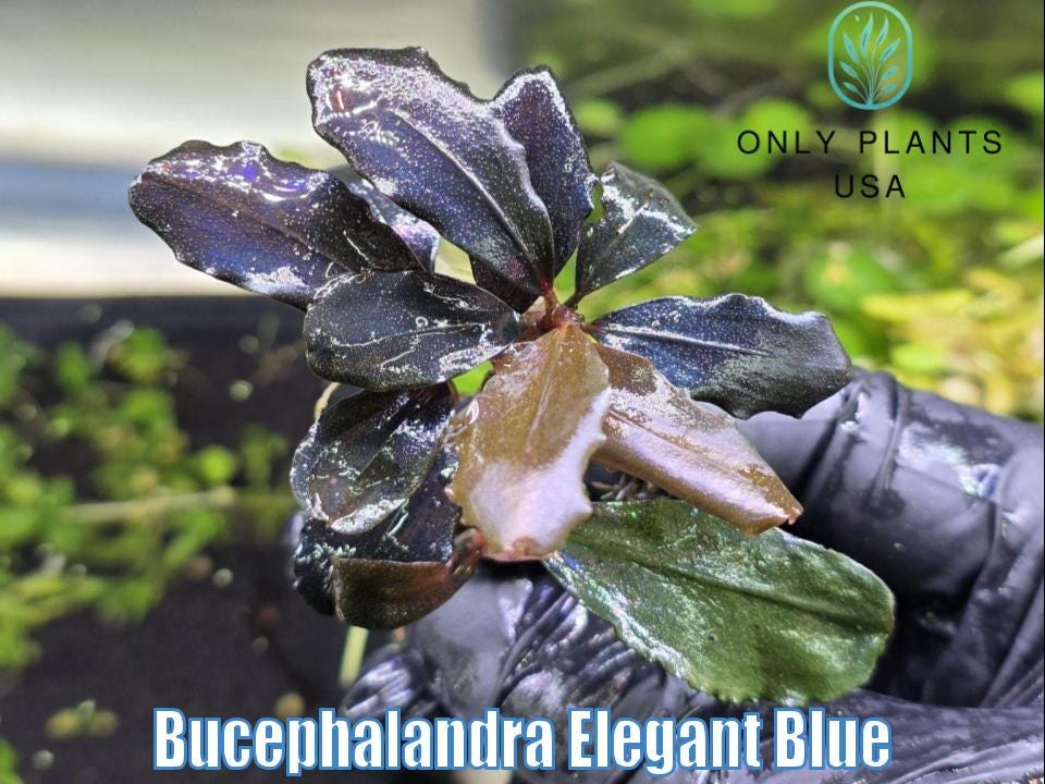 Bucephalandra Elegant Blue From Only Plants USA Live Aquatic Plant