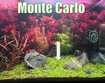 Monte Carlo (Micranthemum) - Live Aquatic Plants - Only Plants USA