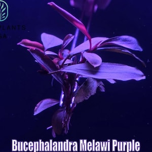 Bucephalandra Purple - Etsy