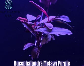 Bucephalandra Melawi Purple from Only Plants USA  live aquatic plant freshwater fish tank natural algae control fish habitat shrimp aquarium