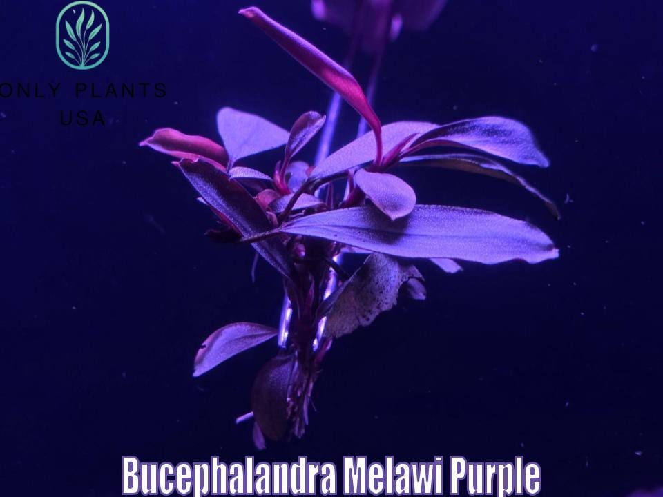 Bucephalandra Melawi Purple From Only Plants USA Live Aquatic