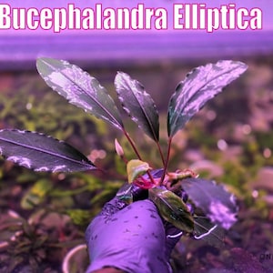 May include: A Bucephalandra Elliptica aquatic plant with dark green, elongated, wavy-edged leaves and reddish stems. The text 'Bucephalandra Elliptica' appears at the top, and a small logo with the text 'ONLY PLANTS USA' is in the bottom corner.