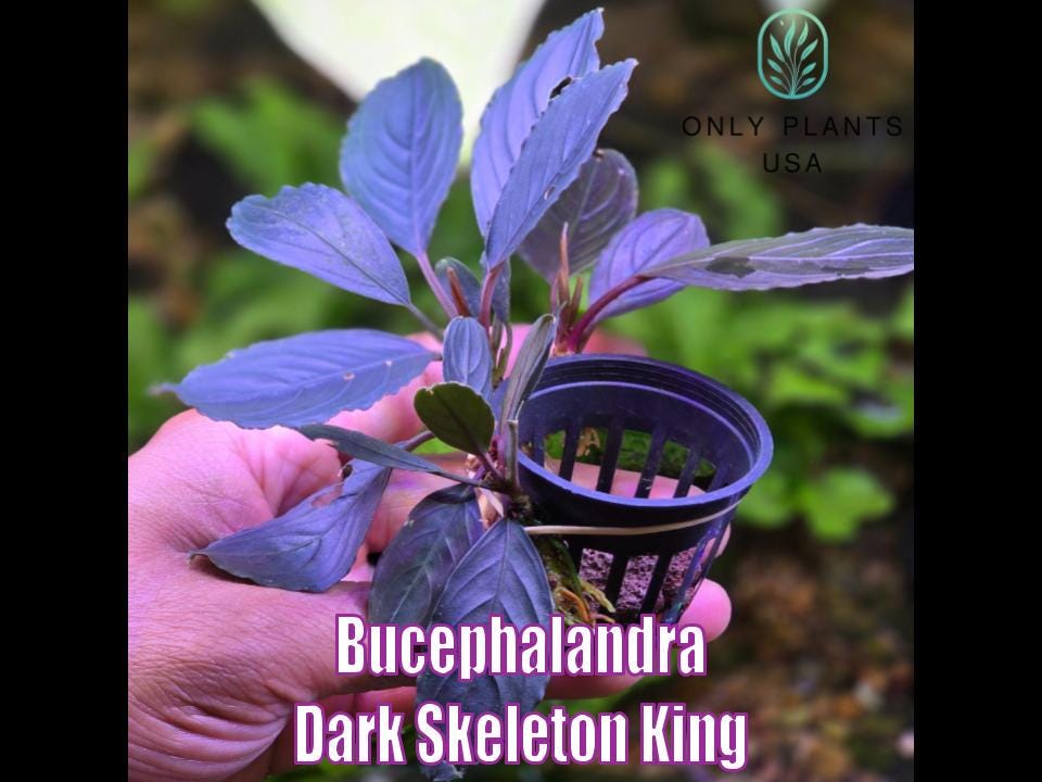 Bucephalandra Dark Skeleton King From Only Plants USA Rare Live
