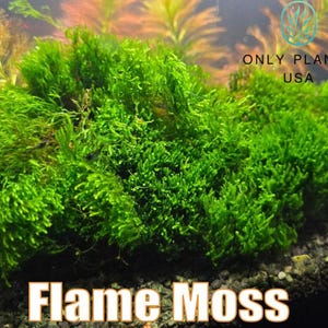 Flame Moss - Taxiphyllum sp. Flame - Live Aquatic Plants - Only Plants