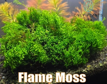 Flame Moss - Taxiphyllum sp. Flame - Live Aquatic Plants - Only Plants