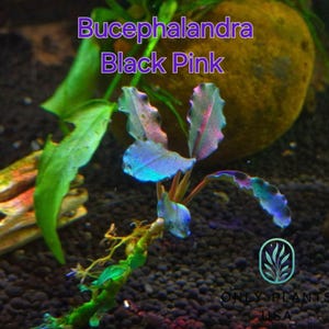 Bucephalandra Black Pink from Only Plants USA live aquatic plant freshwater fish tank natural algae control fish habitat shrimp aquarium
