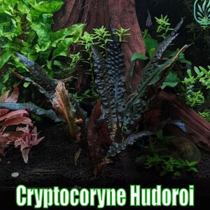May include: A vibrant aquatic scene with Cryptocoryne Hudoroi plants. The image displays a mix of green and reddish-brown aquatic plants, set against a dark substrate and a piece of driftwood. The text "Cryptocoryne Hudoroi" is visible at the bottom.