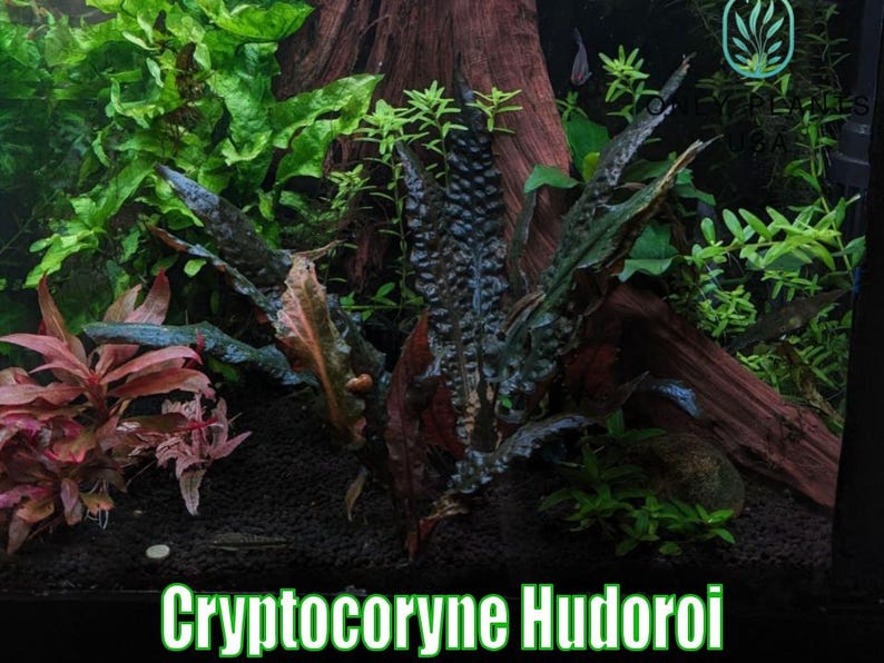 May include: A vibrant aquatic scene with Cryptocoryne Hudoroi plants. The image displays a mix of green and reddish-brown aquatic plants, set against a dark substrate and a piece of driftwood. The text "Cryptocoryne Hudoroi" is visible at the bottom.