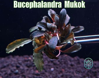 Bucephalandra Mukok From Only Plants USA Aquarium Plants Live