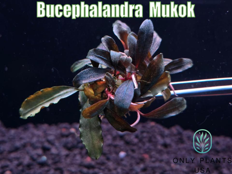 Bucephalandra Mukok From Only Plants USA Aquarium Plants Live