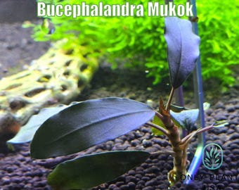 Bucephalandra Mukok From Only Plants USA Aquarium Plants Live