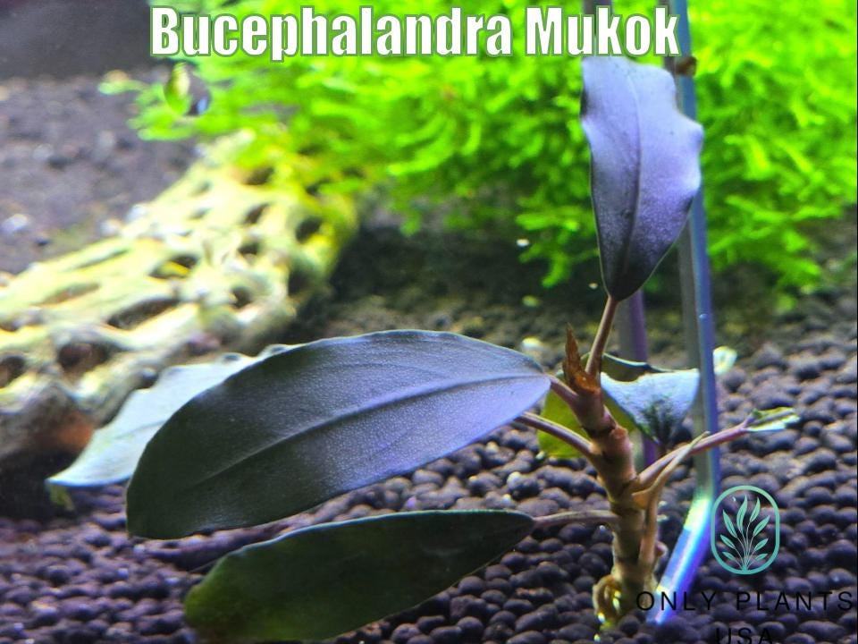 Bucephalandra Mukok From Only Plants USA Aquarium Plants Live
