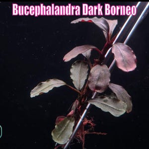 May include: A close-up of a Bucephalandra Dark Borneo aquatic plant. The plant has dark green and reddish-purple leaves with a dark stem. The text "Bucephalandra Dark Borneo" is displayed at the top of the image.