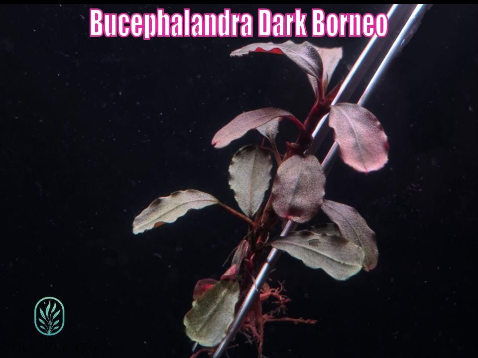 Bucephalandra Dark Borneo From Only Plants USA Dark Buce Contrast