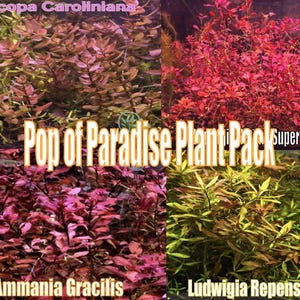 May include: A Pop of Paradise Plant Pack featuring four types of aquatic plants: Bacopa Caroliniana, Super Red, Ammania Gracilis, and Ludwigia Repens. The plants display a variety of colors, including red, green, and purple. The text "Pop of Paradise Plant Pack" is displayed in the center.