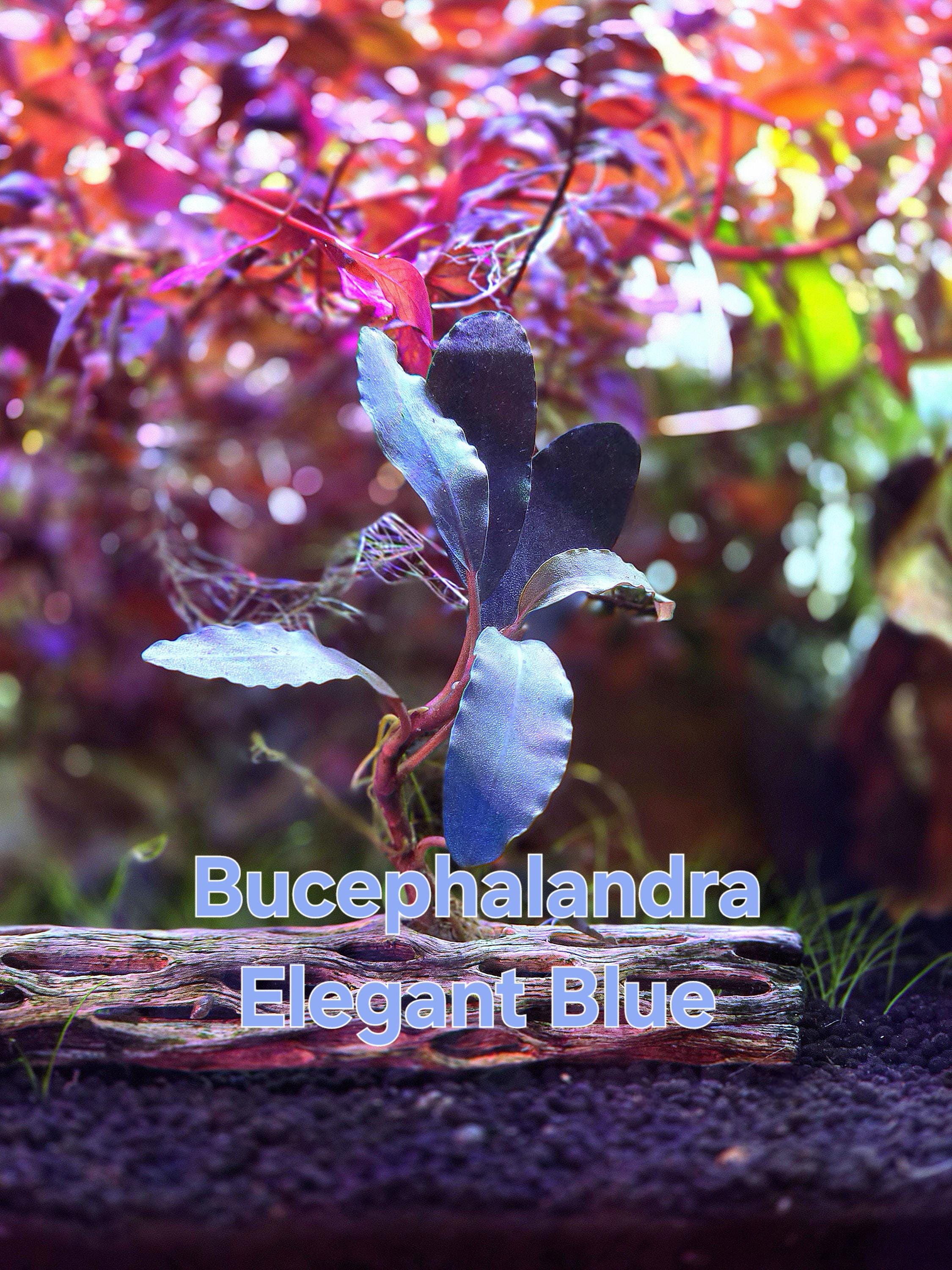 Bucephalandra Elegant Blue From Only Plants USA Live Aquatic