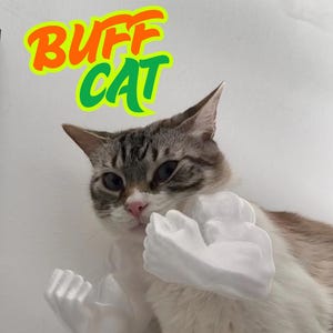 May include: A cat with gray and white fur wearing white plastic arm attachments. The image has the text "BUFF CAT" in orange and green. The cat is looking at the camera.