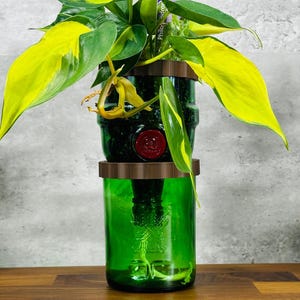 May include: A green glass bottle planter with a vibrant philodendron plant. The plant has large, heart-shaped leaves with yellow and green variegation. The planter is made from two repurposed bottles, with a wooden accent.