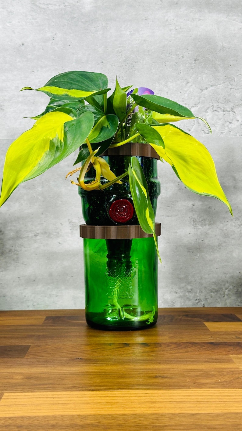 May include: A green glass bottle planter with a vibrant philodendron plant. The plant has large, heart-shaped leaves with yellow and green variegation. The planter is made from two repurposed bottles, with a wooden accent.