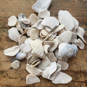 Natural Ocean Worn Shell Pieces - 12.5 oz. Lot