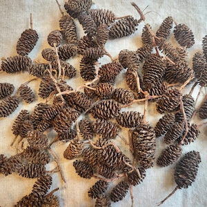 May include: A collection of small, brown, woody alder cones scattered across the frame. Each cone features a textured, scaled surface and a short, thin stem attached to the base, showcasing natural variations in size and shape throughout.