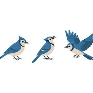 Puede incluir: Tres ilustraciones de arrendajos azules sobre un fondo blanco. Las aves se representan en diferentes poses: de pie, cantando y en vuelo. Tienen alas, espaldas y crestas azules, con marcas blancas y negras.