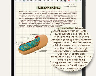 手書きフォント | かわいいスクリプトフォント | デジタルダウンロード