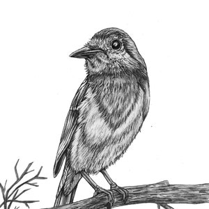 Robin on a branch original Pencil Drawing - 98