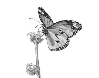 Original Butterfly pencil Drawing - 125