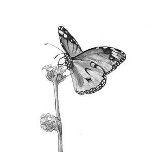 Original Butterfly pencil Drawing - 125