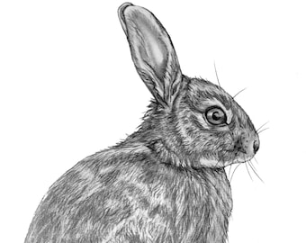 Bunny Rabbit Originele potloodtekening - 124