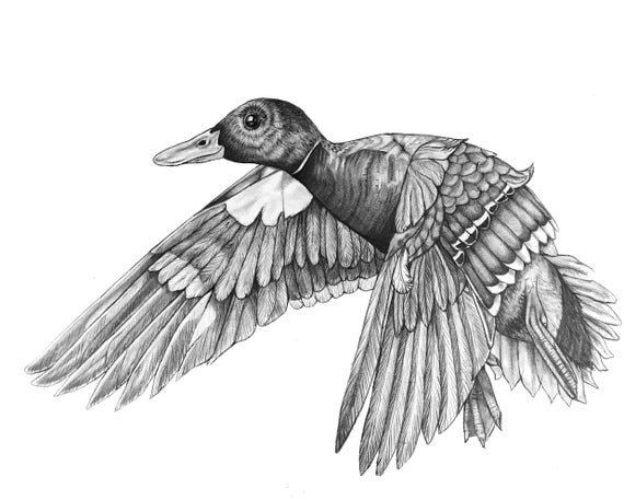 Flying Duck Original Drawing 13 - Etsy Israel