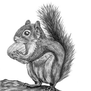 Squirrel with Walnut original pencil drawing - 123