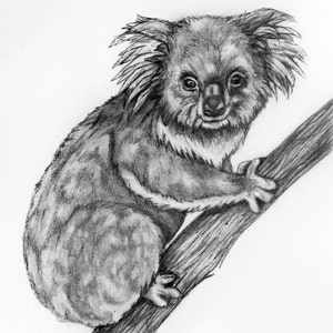Original Pencil Drawing - Koala 3