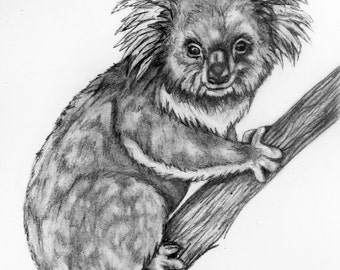 Original Pencil Drawing - Koala 3