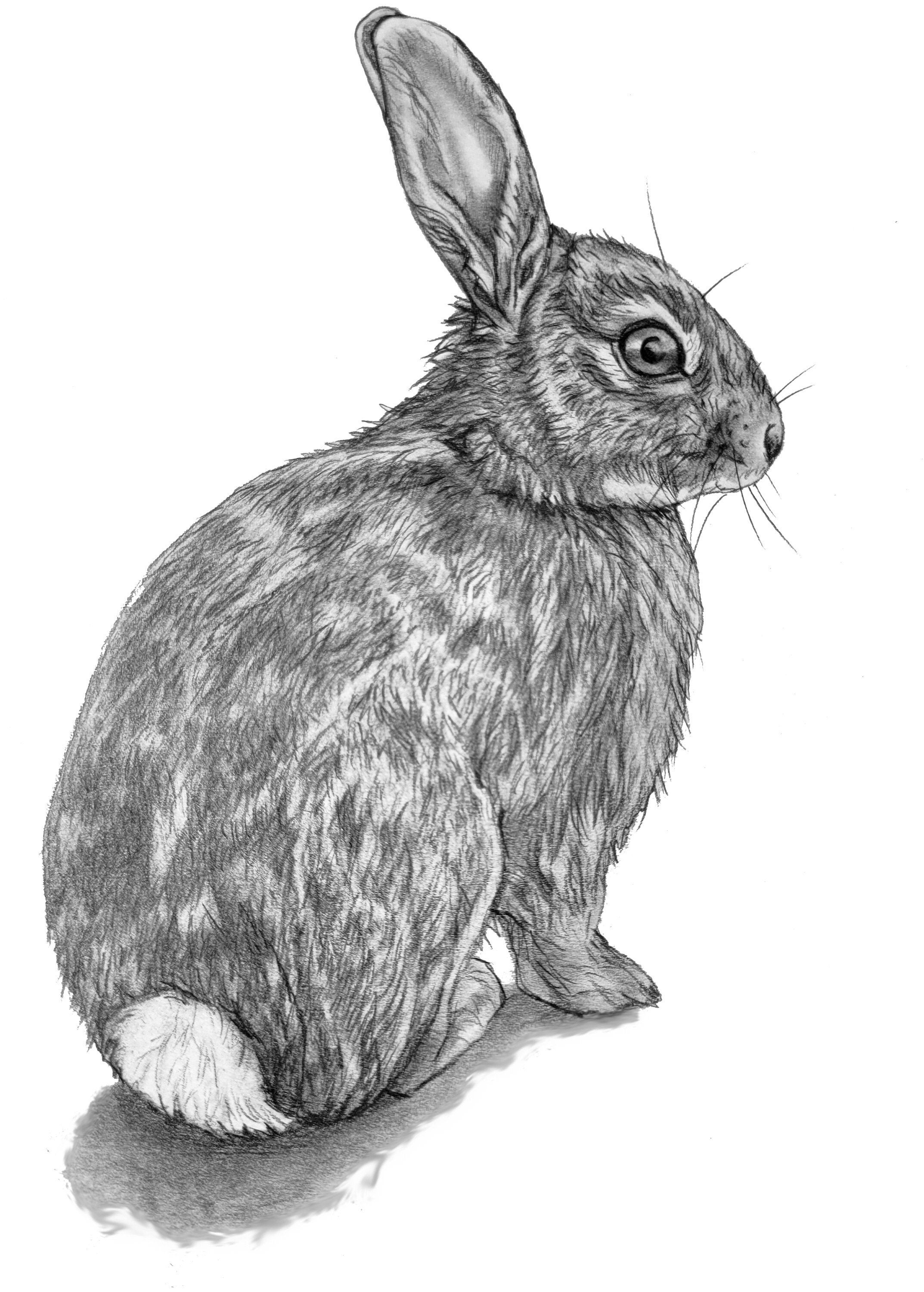 Easy to draw rabbit pencil sketch on Craiyon