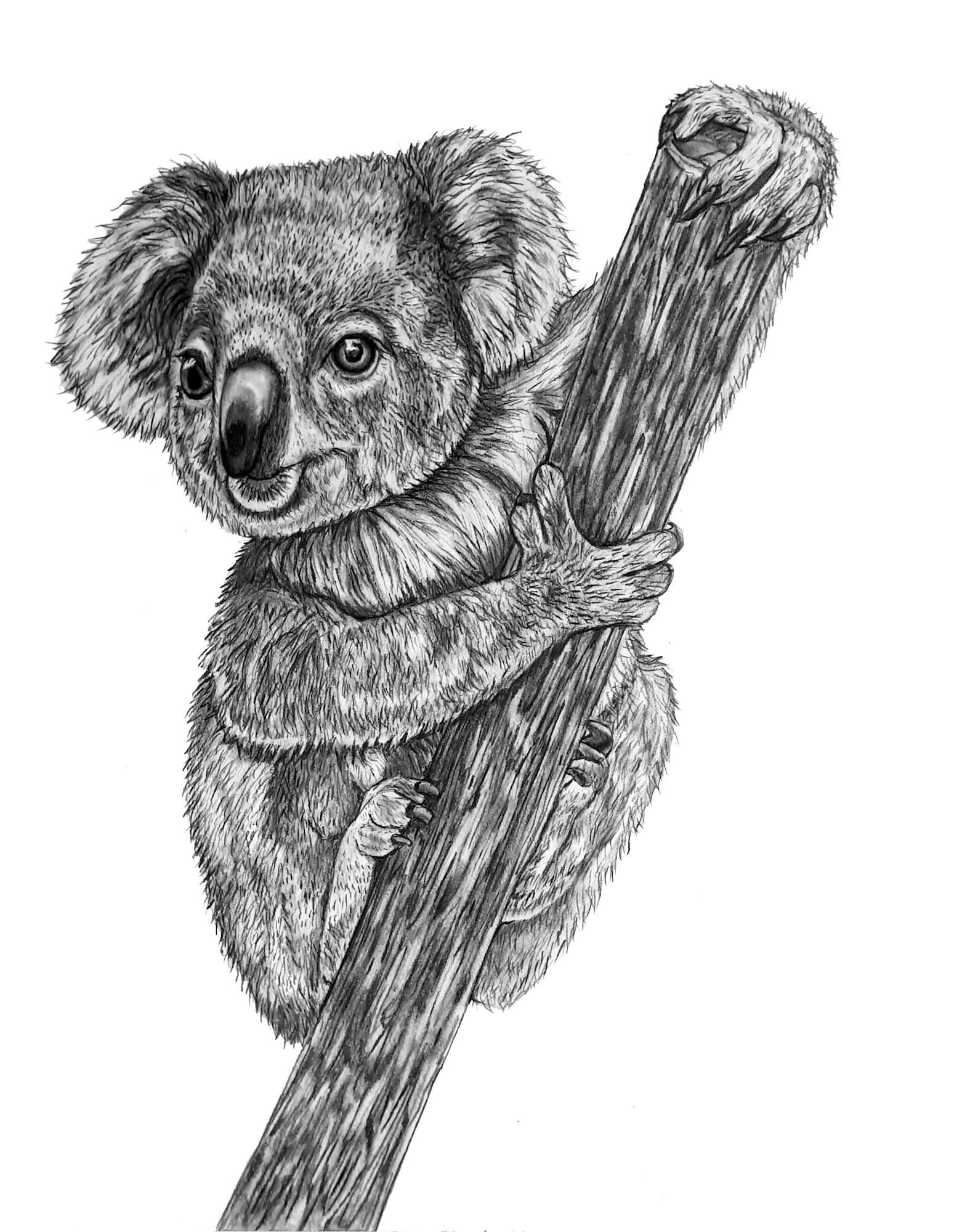 Рисунок коалы карандашом