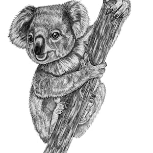 Koala Original Pencil drawing - 15
