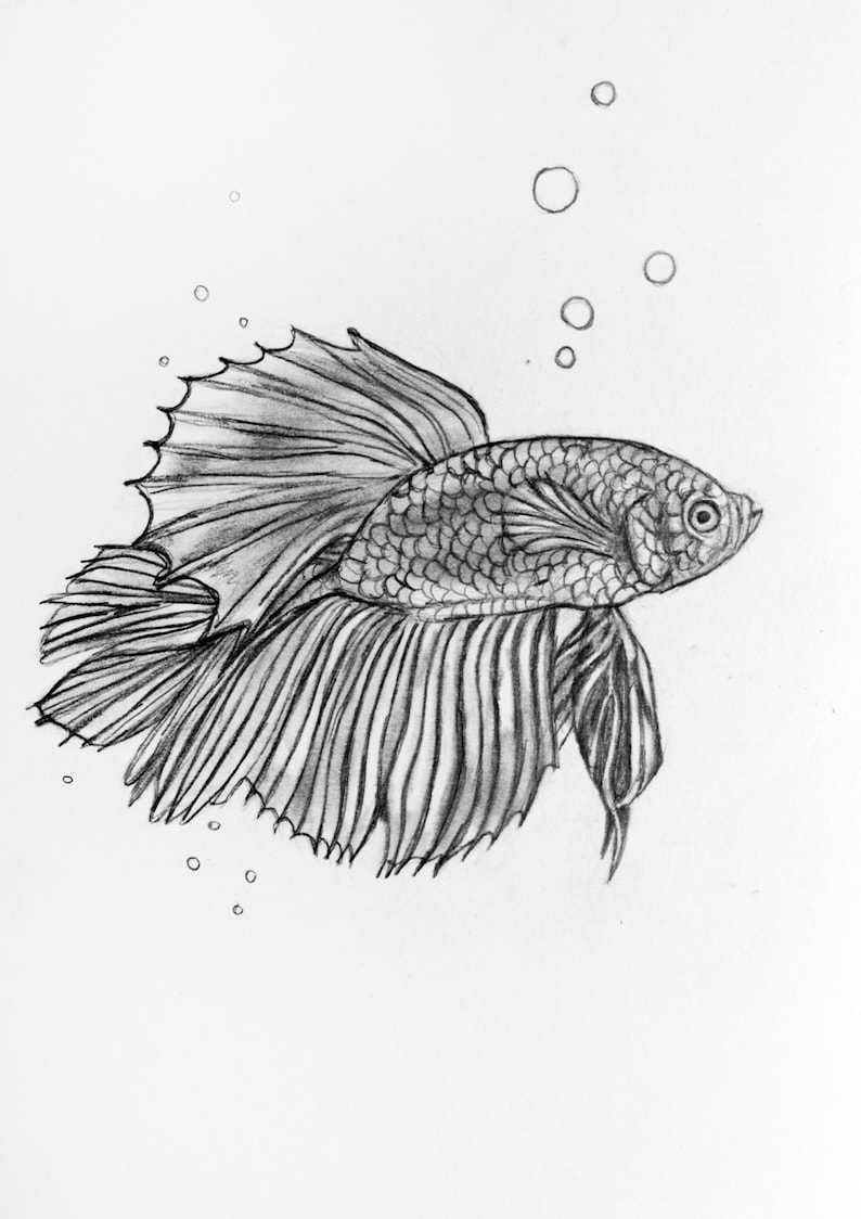 Original pencil drawing siamese fighting fish 44