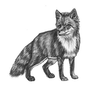 Red Fox original Pencil Drawing - 16