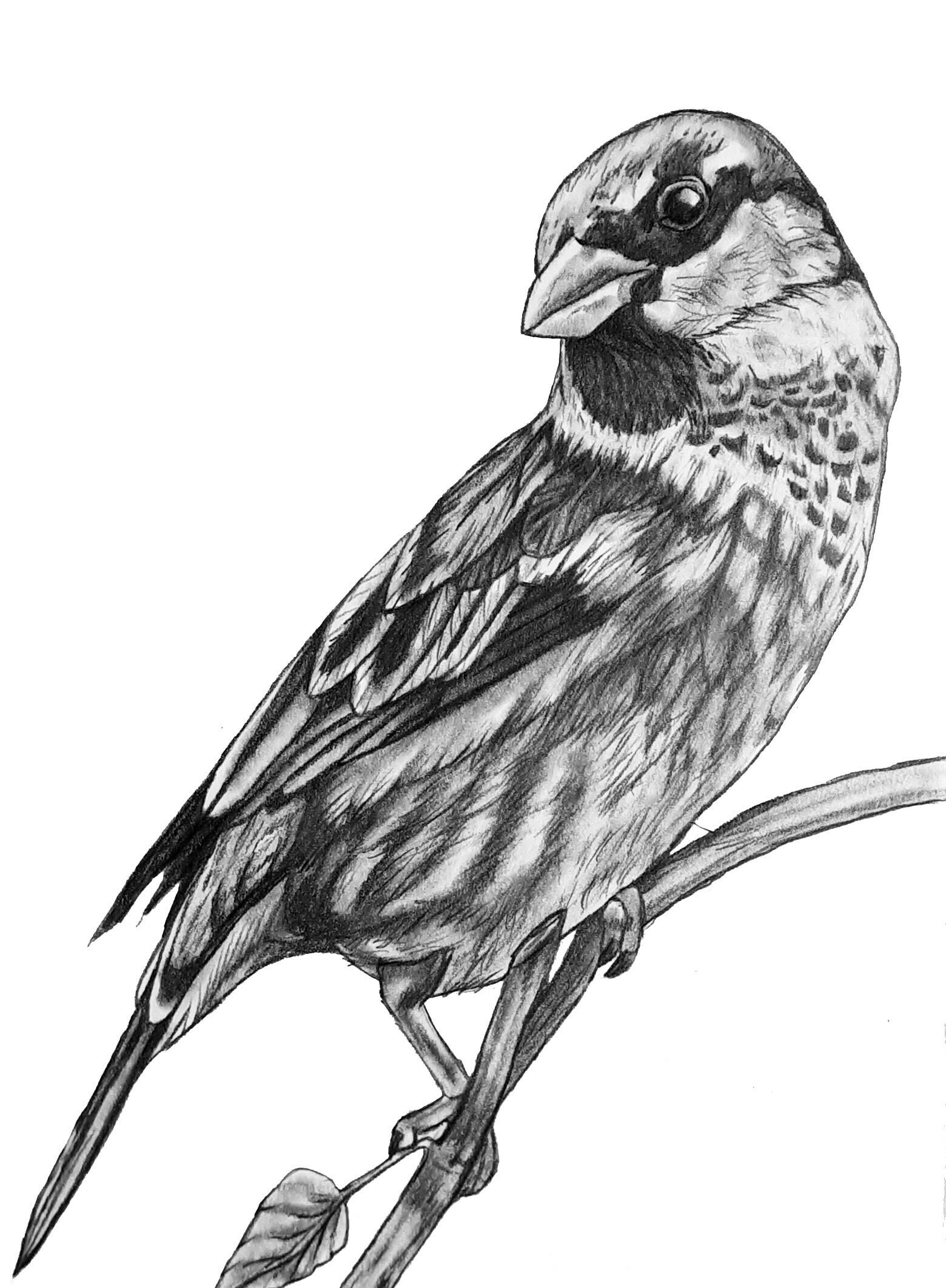 Bird Drawing Original Sparrow 102 Etsy Canada
