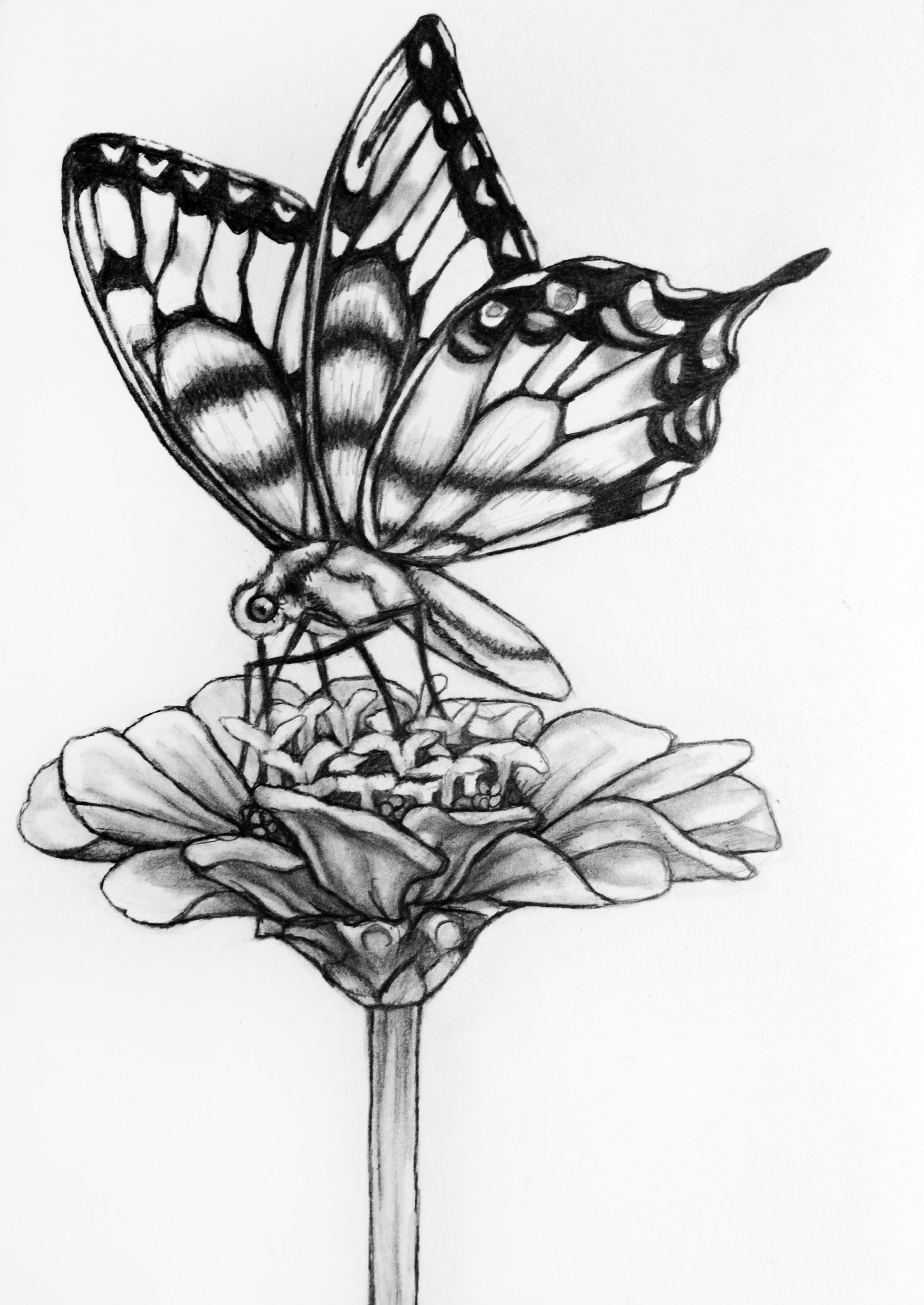 aplausos asesinato licencia Dibujo original del lápiz de flores de mariposa 71 mariposa - Etsy España aplausos asesinato licencia Dibujo original del lápiz de flores de mariposa 71 mariposa - Etsy España
