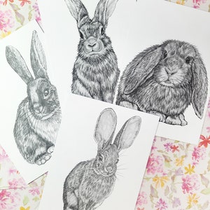 Bunny Rabbit pencil drawing Prints (set of 4)