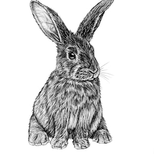 Bunny Rabbit Fine Art Print